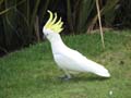Sulphur Crested Cockatoo